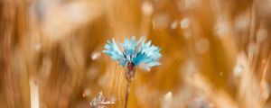 Preview wallpaper cornflower, flower, blue, field, blur