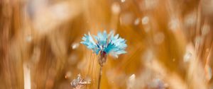 Preview wallpaper cornflower, flower, blue, field, blur