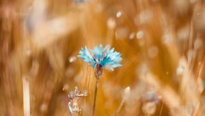 Preview wallpaper cornflower, flower, blue, field, blur