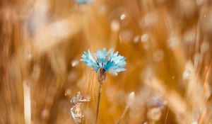 Preview wallpaper cornflower, flower, blue, field, blur