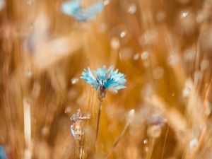 Preview wallpaper cornflower, flower, blue, field, blur