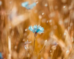 Preview wallpaper cornflower, flower, blue, field, blur