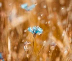 Preview wallpaper cornflower, flower, blue, field, blur