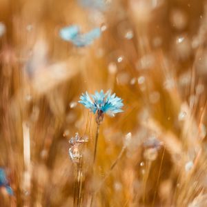 Preview wallpaper cornflower, flower, blue, field, blur