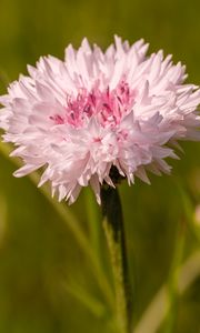 Preview wallpaper cornflower, flower, bud, blur, macro