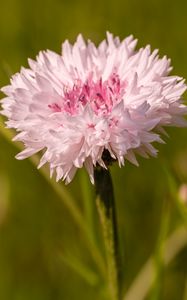 Preview wallpaper cornflower, flower, bud, blur, macro