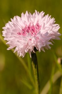 Preview wallpaper cornflower, flower, bud, blur, macro