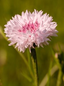 Preview wallpaper cornflower, flower, bud, blur, macro