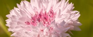 Preview wallpaper cornflower, flower, bud, blur, macro