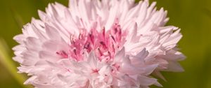 Preview wallpaper cornflower, flower, bud, blur, macro