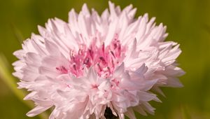 Preview wallpaper cornflower, flower, bud, blur, macro