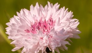 Preview wallpaper cornflower, flower, bud, blur, macro