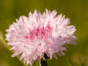 Preview wallpaper cornflower, flower, bud, blur, macro