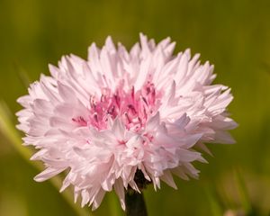 Preview wallpaper cornflower, flower, bud, blur, macro