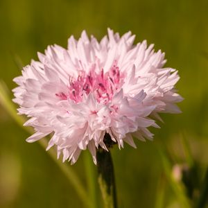 Preview wallpaper cornflower, flower, bud, blur, macro