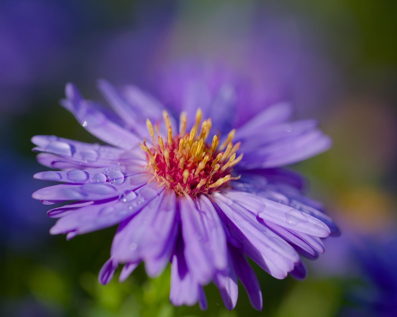 1280x1024 Wallpaper cornflower, flower, drops, dew