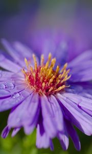 Preview wallpaper cornflower, flower, drops, dew