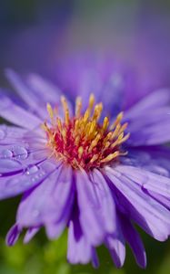 Preview wallpaper cornflower, flower, drops, dew
