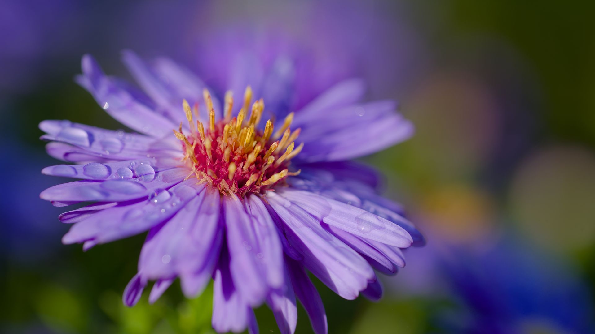 Download Wallpaper 1920x1080 Cornflower, Flower, Drops, Dew Full Hd 