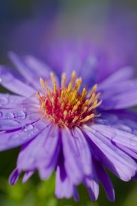 Preview wallpaper cornflower, flower, drops, dew