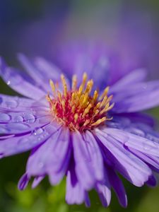 Preview wallpaper cornflower, flower, drops, dew