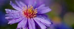 Preview wallpaper cornflower, flower, drops, dew