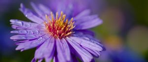 Preview wallpaper cornflower, flower, drops, dew