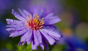 Preview wallpaper cornflower, flower, drops, dew