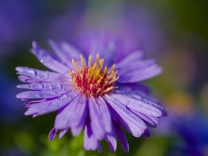 Preview wallpaper cornflower, flower, drops, dew