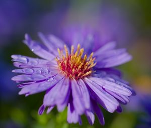 Preview wallpaper cornflower, flower, drops, dew