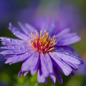 Preview wallpaper cornflower, flower, drops, dew