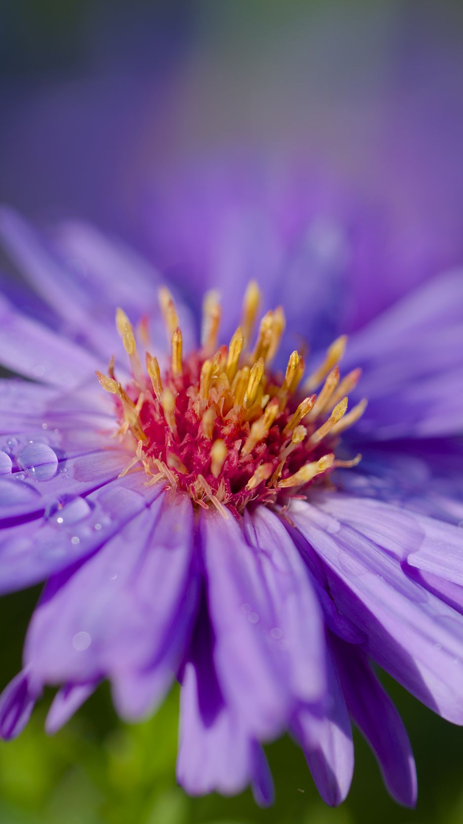 938x1668 Wallpaper cornflower, flower, drops, dew