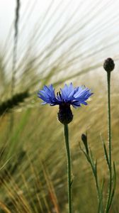 Preview wallpaper cornflower, flower, field, ears, nature