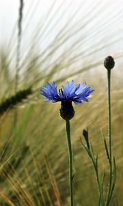 Preview wallpaper cornflower, flower, field, ears, nature