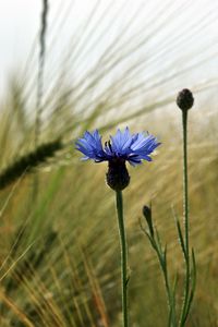 Preview wallpaper cornflower, flower, field, ears, nature