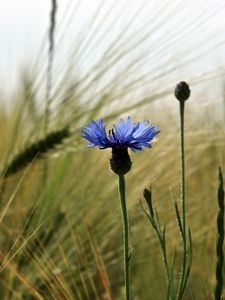 Preview wallpaper cornflower, flower, field, ears, nature