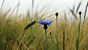 Preview wallpaper cornflower, flower, field, ears, nature