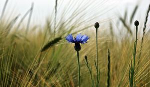 Preview wallpaper cornflower, flower, field, ears, nature