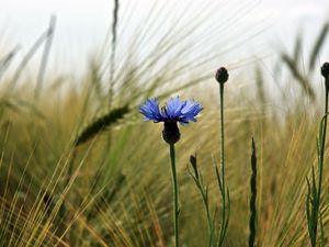 Preview wallpaper cornflower, flower, field, ears, nature