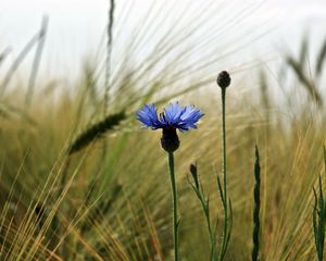 Preview wallpaper cornflower, flower, field, ears, nature