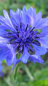 Preview wallpaper cornflower, flower, field, blue