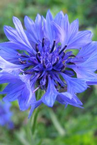 Preview wallpaper cornflower, flower, field, blue