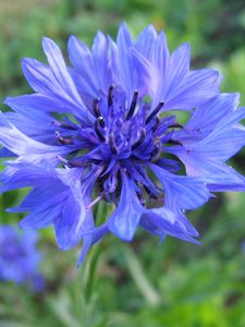 Preview wallpaper cornflower, flower, field, blue