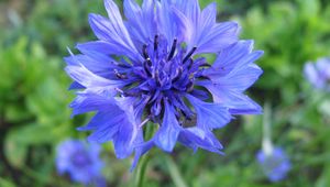 Preview wallpaper cornflower, flower, field, blue