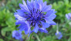 Preview wallpaper cornflower, flower, field, blue