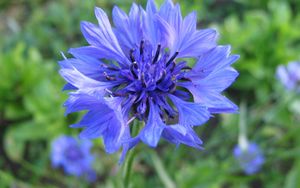 Preview wallpaper cornflower, flower, field, blue