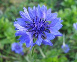 Preview wallpaper cornflower, flower, field, blue