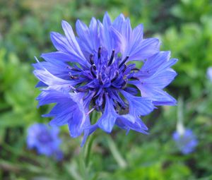 Preview wallpaper cornflower, flower, field, blue