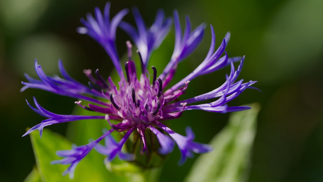 Wallpaper cornflower, flower, petals, macro, purple