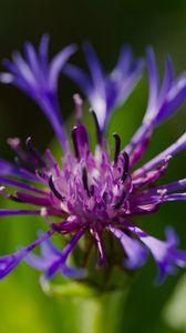Preview wallpaper cornflower, flower, petals, macro, purple